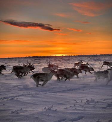Kautokeino Cabin | Authentic Sami Reindeer Herding Adventure in Arctic Norway