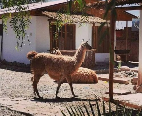 San Pedro de Atacama Cabin | Cabañas Voyage Atacama