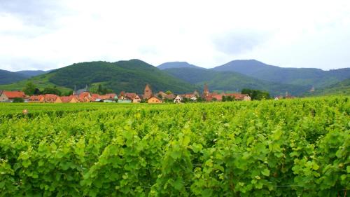 Sigolsheim Bed & Breakfast | Chambre d'Hotes Le Vogelgarten