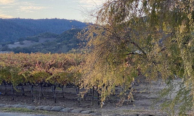Napa House | Charming Cottage in the Napa Valley-Vineyard Views