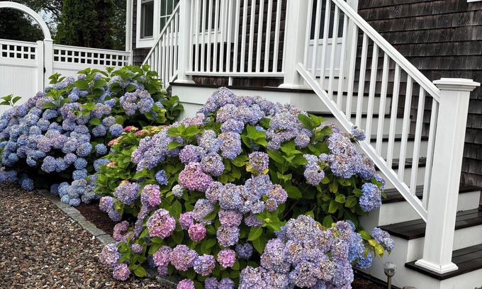 Chatham Cottage | Charming , very private 4 bedroom, 3.5 Bath Cape. Walk to Town & Oyster Pond
