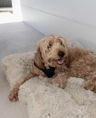 Innes Park House | Cinema Pool Pets 4b2b Bargara Headlands