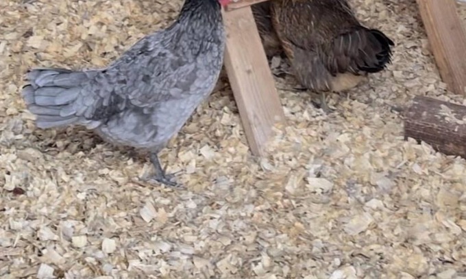 Mesa Grande Other | City Chicken Farm by Cubs Stadium w/Live Chickens, Hot Tub, Fish Pond, Fire Pit