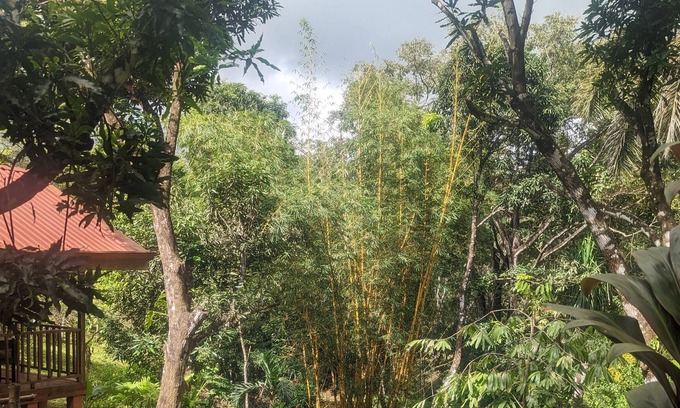 Las Delicias Cabin | Cute Jungle Cabin- 5 minutes from beaches & waterfalls