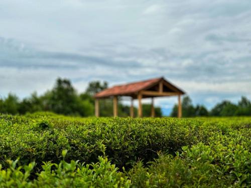 Imereti House | Eco-friendly Guesthouse Gezruli- 25 km from Chiatura