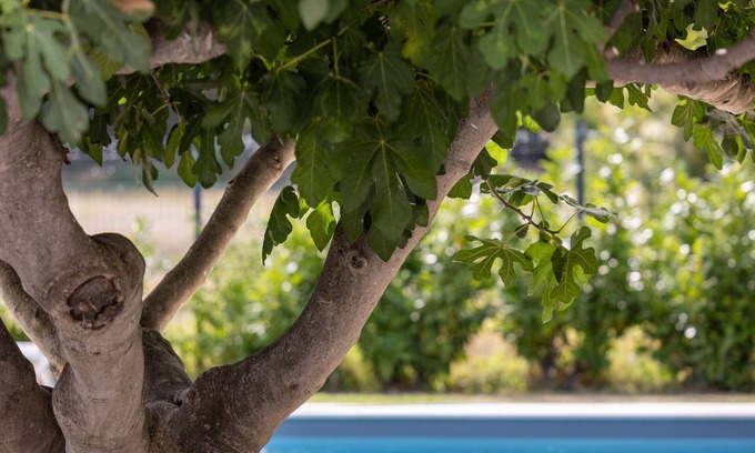 Cavaillon House | Farmhouse fully renovated in provence - Superb swimming pool 9m X 9m