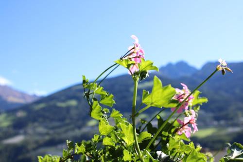 Rifiano House | Ferienwohnungen Innerhofer