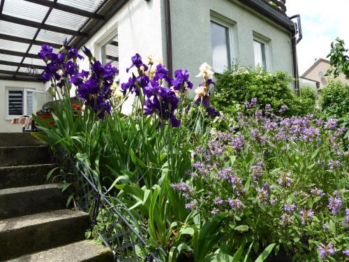 Mainz-Bingen Apartment | FeWo Batek