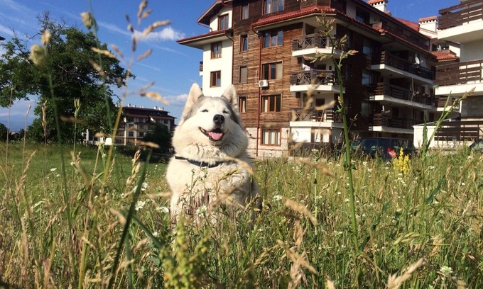 Shiligarnika Apartment | Four Leaf Clover Apartments to Rent