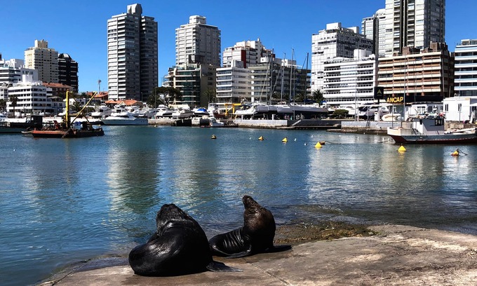 Punta del Este Apartment | Funcional y Acogedor Apto. en la Península de Punta del Este