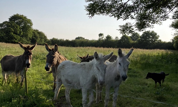 Le Mesnil-Amand House | Gîte à la Campagne