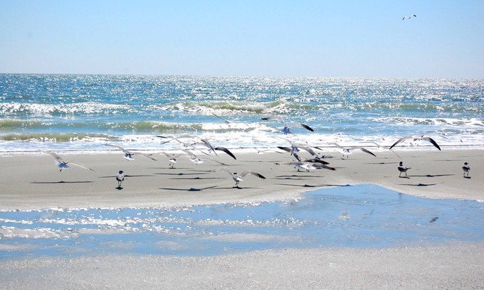 Myrtle Beach Condo | Gorgeous condo with a pool view less than one block from the ocean -