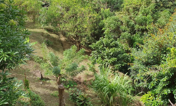 Saint-Esprit Apartment | Green setting - Tranquility assured