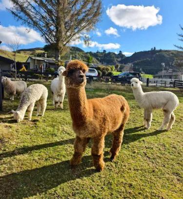 Ngongotaha Hotel | Hideaway of Rotorua