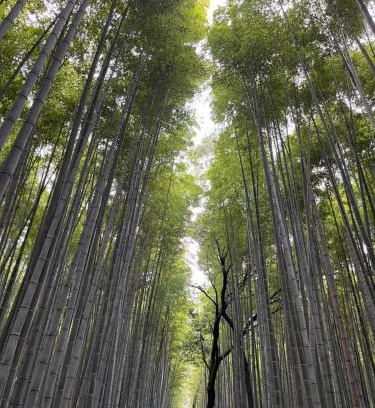 Arashiyama Apartment | House of Dragon Arashiyama Central 天龙の宿 岚山正中心独栋别墅1-2楼完全使用带车位 5人入住可 天龙寺步1分竹林渡月桥步3分 嵯峨岚山駅步4分 新干线至京都站11分