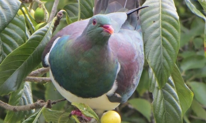 Tawharanui Cottage | Kereru Cottage, tranquil and safe, close to Baddeleys Beach, Tawharanui