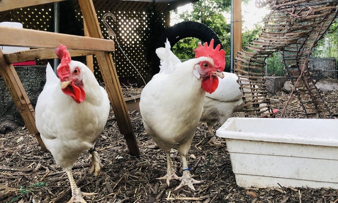 Port McNicoll Cottage | Kids Paradise! Chickens, Pool, Trampoline
