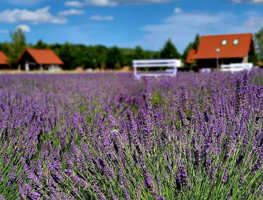 Ustka House | Lawendowy Zakątek Machowino- Domek Grosso