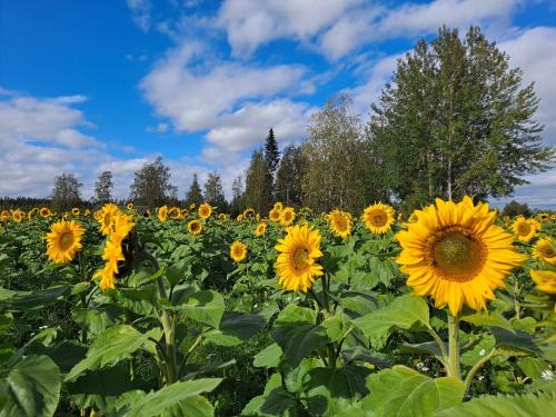 Ypaja House | Levomäki Farm Cottages