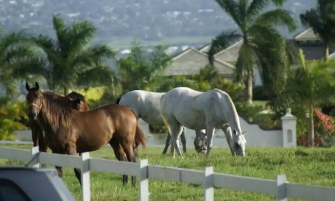 Christie Other | Lion Castle Estate, country apart.