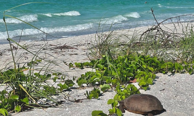 Sanibel Condo | Luxury gulf front/gulf view 3br/3ba + CABANA. Incr