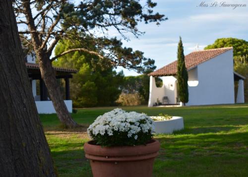 Saintes-Maries-de-la-Mer Hotel | MAS MLS