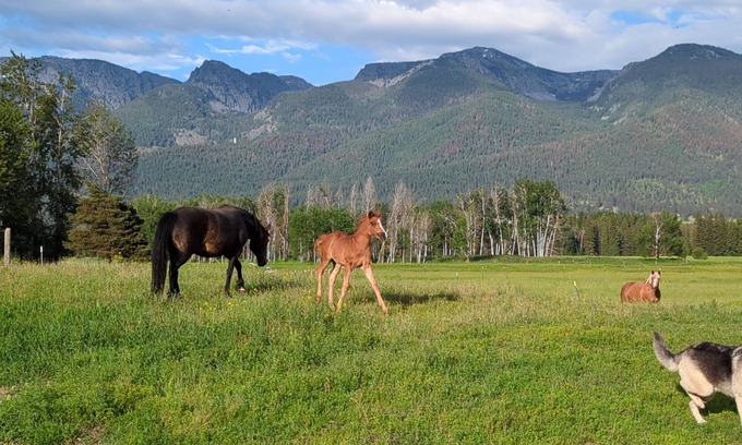 Ronan Cabin | New! Avail 4th of July! 13-person cabin. Hot tub on roof, 15 mins to Flathead Lk
