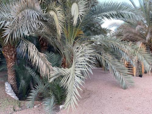 Dahab Apartment | Palm nest home