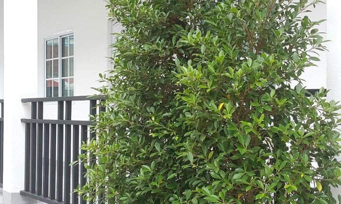 Nai Mueang House | Patchy&PPraw Family