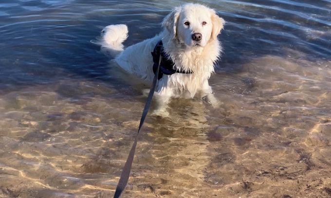 Safety Beach Cottage | Pet Friendly 2 min walk to Beach, Shops, 5 min walk to Dog Beach Tassells Cove