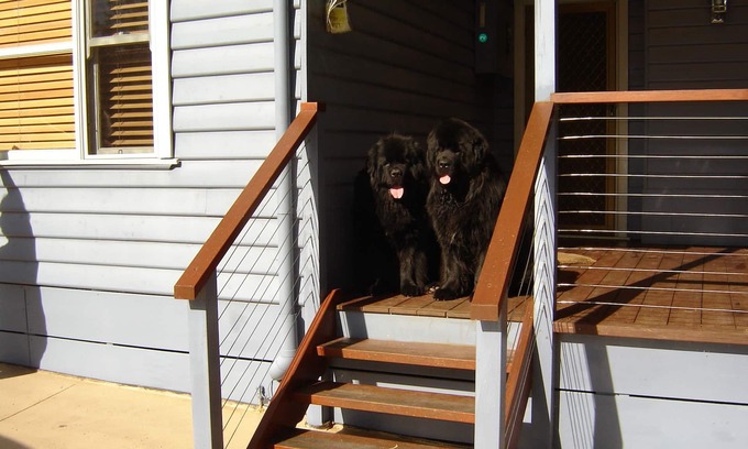 Cannons Creek House | Pet Friendly Beach Cottage at Cannons Creek
