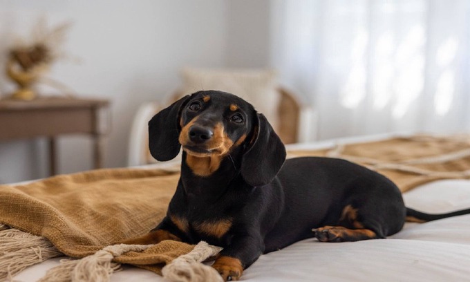 Coffs Harbour Apartment | Pet-Friendly, Designer Studio, Convenient Location