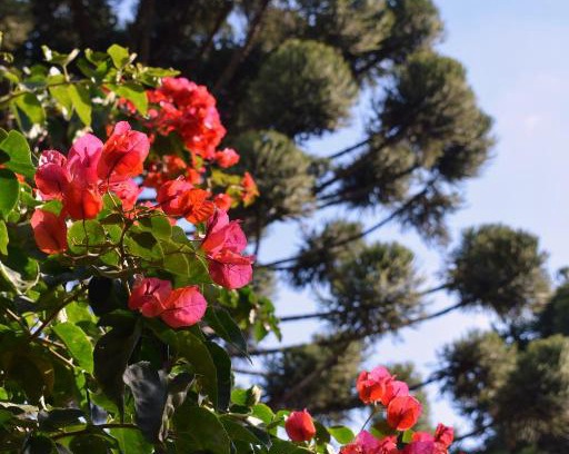 Campo Largo Bed & Breakfast | Pousada Vale Das Hortências