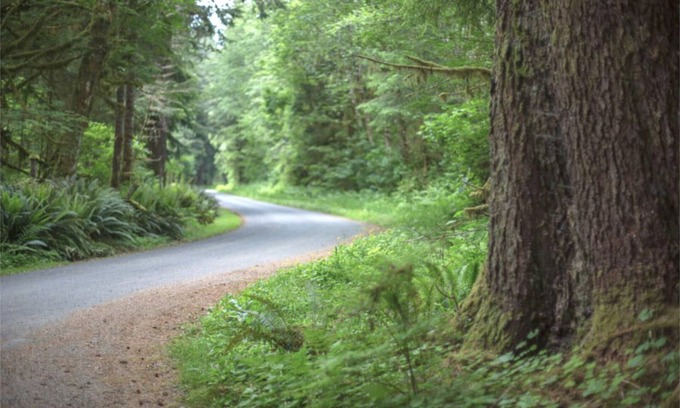 Forks RV Rental | Primitive Tent Site #3- Beautiful Forested Property