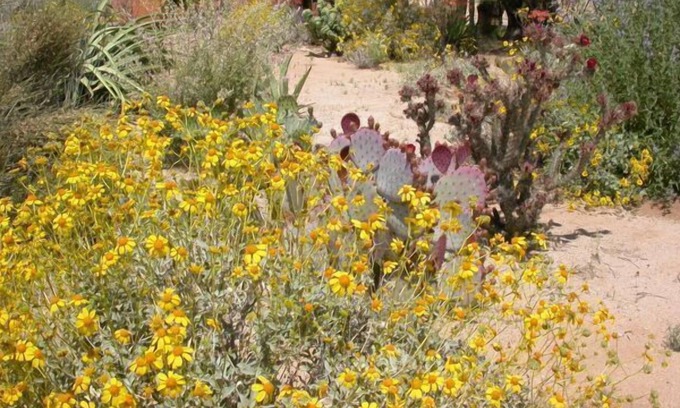 Tortolita Cabin | Private Desert Casita Nature Spiritual Retreat on 10 acres