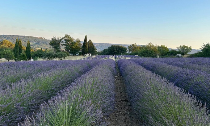 Goult Cottage | Private estate with lavender fields and Luberon views - La Petite Maison