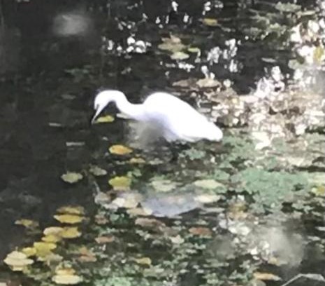 Asse-le-Riboul Apartment | Réveil aux chants des oiseaux