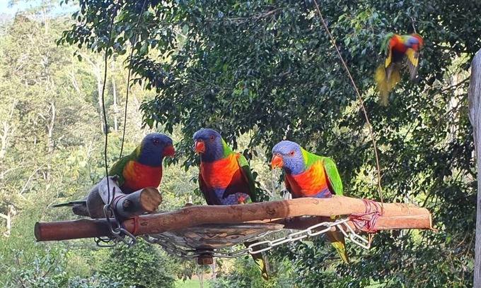 Upper Orara Bed & Breakfast | Rainforest Retreat