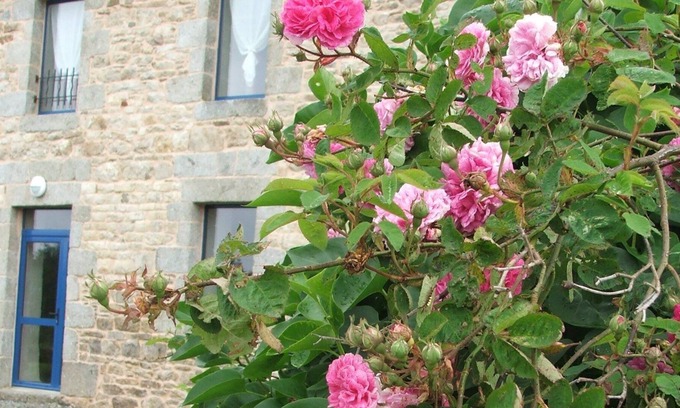 Pedernec House | Reinette d'Armorique