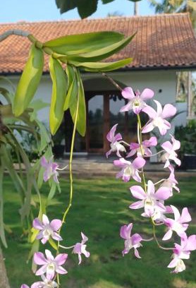 Cijulang House | Rumah Markisa Batukaras