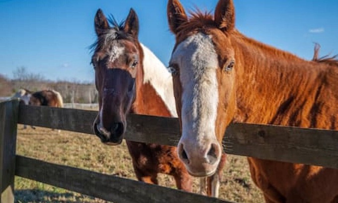Macon House | Rusmar Farm: Equine Country Living 'n Powhatan, VA