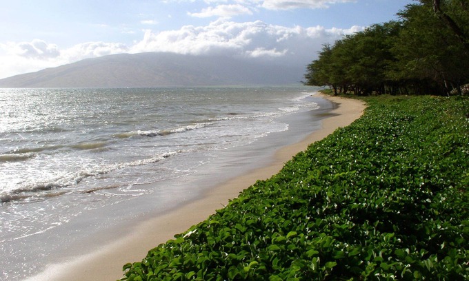 Kihei House | Spectacular Maui Beachfront 3 Bdr. Home - Great Location - Family Friendly