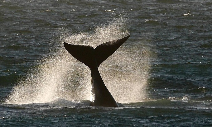 De Kelders Bed & Breakfast | Spitzeseafront. .Beachfront, Whale watching
