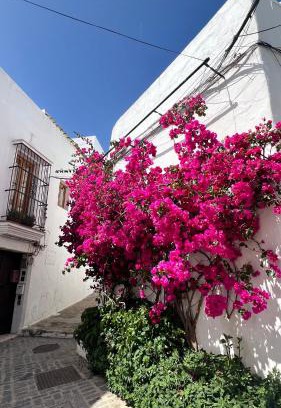 San Ambrosio Apartment | Suite Buganvilla Vejer