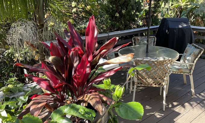 Bluff Heights House | “The Tree House” near beach, 2King beds, free parking