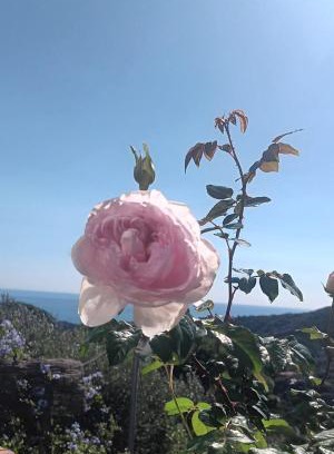 Celle Ligure Apartment | TraMonti e Mare, vistamare giardino, ideale famiglie
