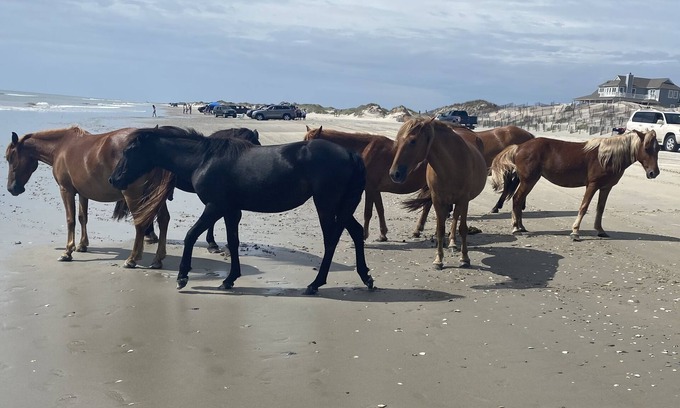 Currituck County House | Tranquil 7 bedroom oceanfront home JANUARY-MARCH nONLY!
