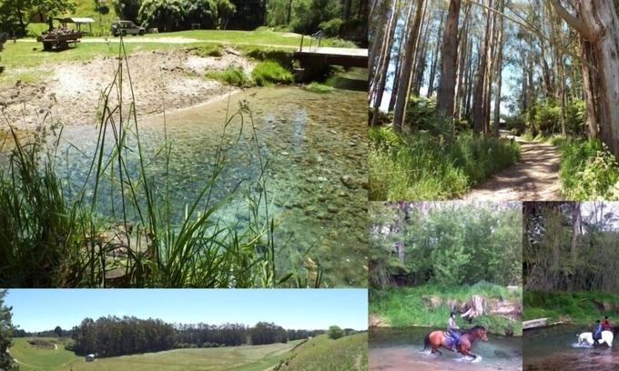 Ngongotaha Cottage | Tranquil Trees Comfy Farm Cottage Near Attractions