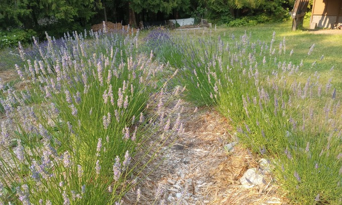 Fauquier Cottage | Up Country Golf Cottage & Lavender Farm. Fire - Smores - Hot springs-Soak-Repeat