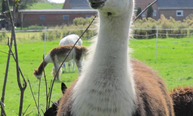 Neu Augustengroden Apartment | Vacations on the North Sea coast for animal lovers